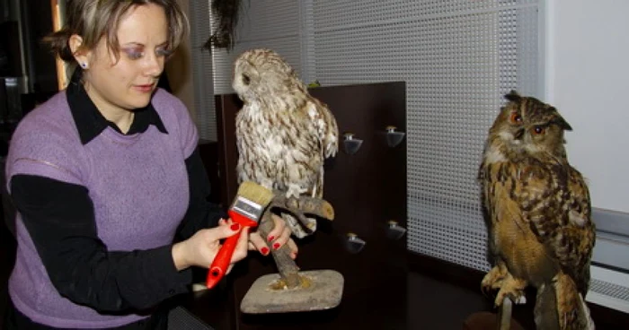 Ghizele Vonica, curator botanică la muzeu, a rânduit ultimele detalii.