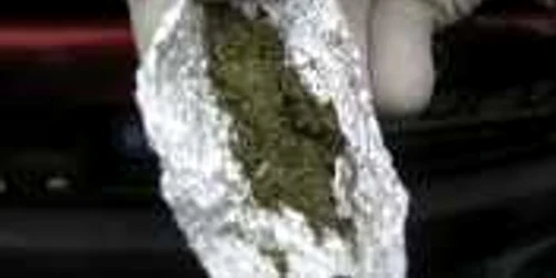 Multe dintre plante se comercializează în weed-shopuri