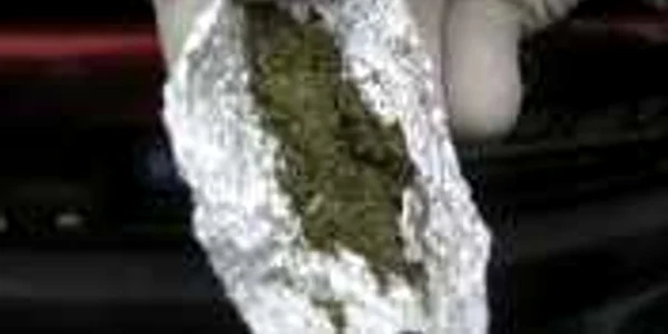 Multe dintre plante se comercializează în weed-shopuri