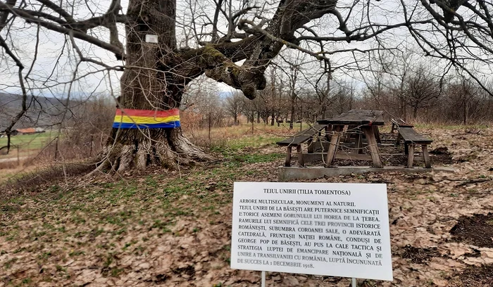 Teiul Unirii din Băsești  FOTO Primăria Băsești