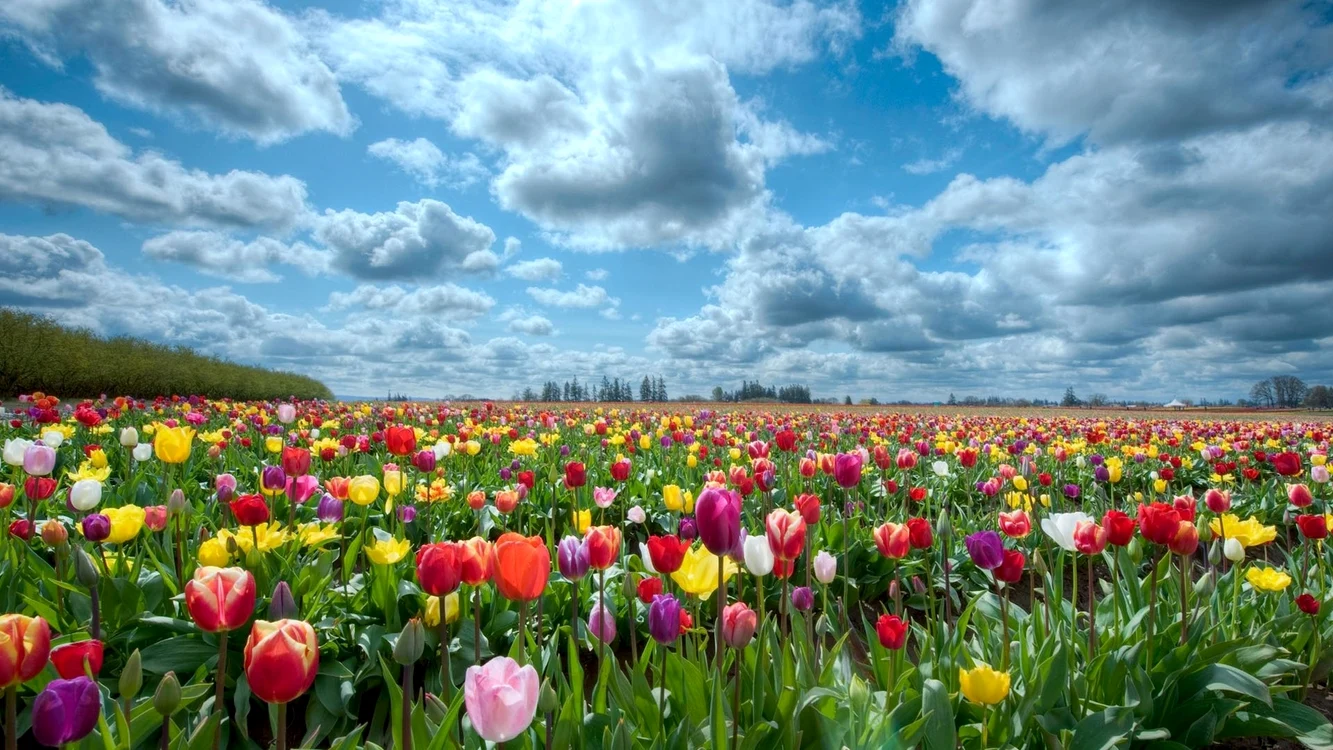 Dacă nu știți ce să urați celor dragi, iată diverse mesaje de Florii din care vă puteți inspira