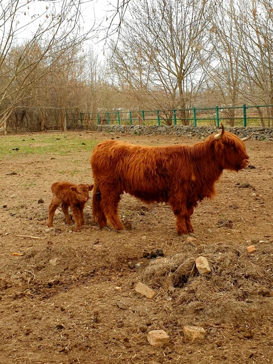 Primul viţel din familia vaci scoţiene a venit pe lume la ZOO Călăraşi FOTO Facebook/Complez Agrement Zoo Călăraşi