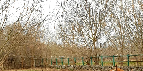 calarasi primul vitel din familia vaci scotiene FOTO faceb/Complex Agrment Zoo Calarasi