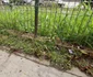 sinucidere crangasi foto mihaela cojocariu