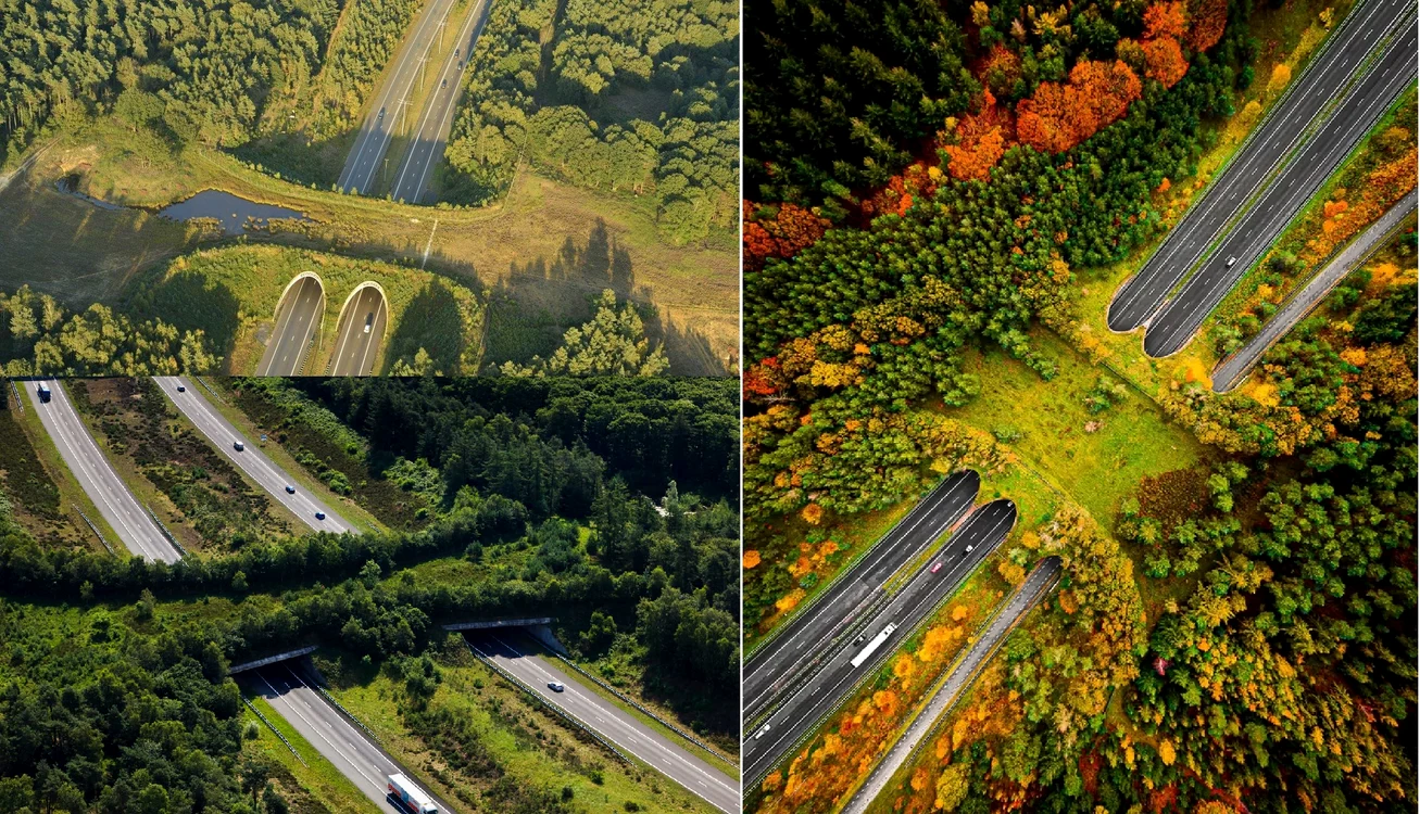 Imagini cu ecoducte realizate peste autostrăzi în lume Foto colaj