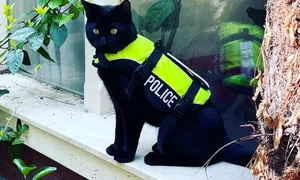 nimis motan politist amsterdam jpg