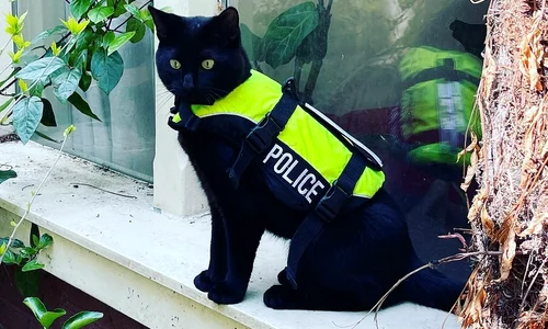 nimis motan politist amsterdam jpg