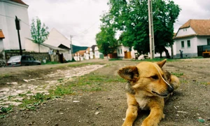 Maidanezul   noul brand al României jpeg