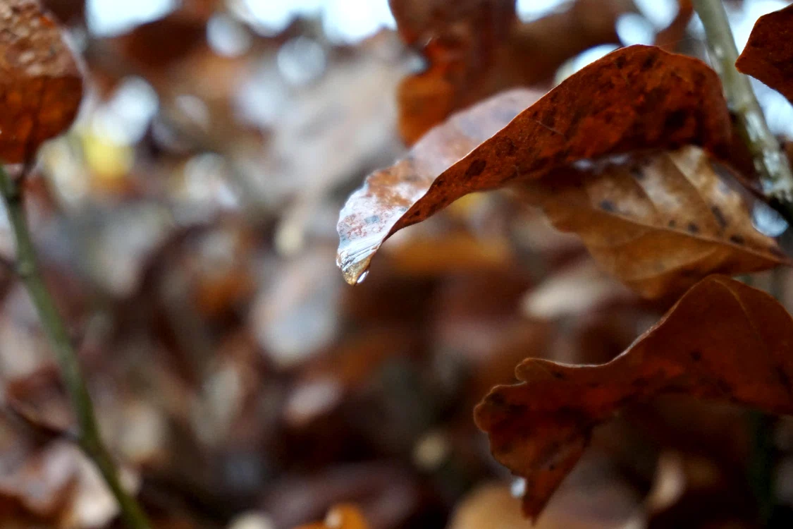 Prognoza meteo pentru următoarele două săptămâni.