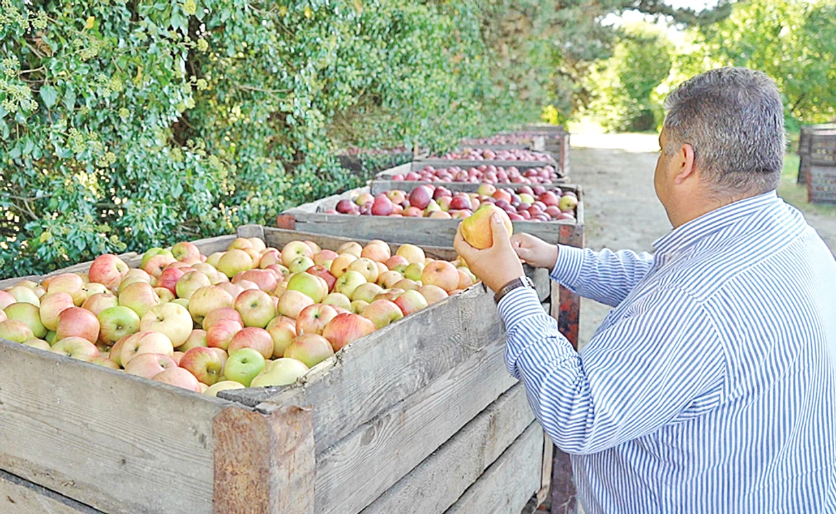 Cantităţi mari de fructe vor fi achiziţionate de producătorii de gem şi de alcool