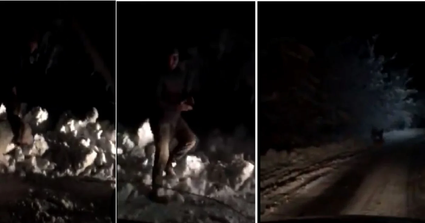 Câini de luptă antrenaţi noaptea pe câinii localnicilor din Gura Văii - Vâlcea Foto captură video 1