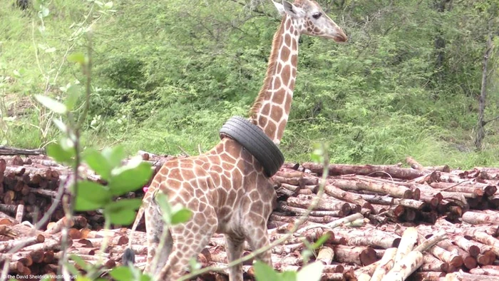  Nu se ştie cine  i-a aruncat  cauciucul  pe după cap