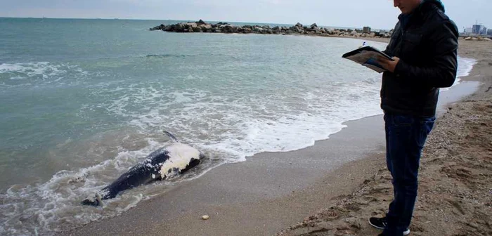Delfini din Marea Neagră