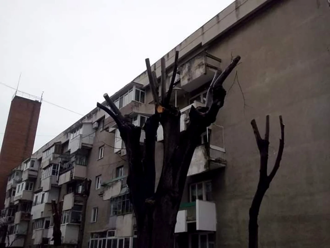 Toaletări abuzive ale arborilor din spaţiul public la Râmnicu Vâlcea Foto Arhiva Simona Mir