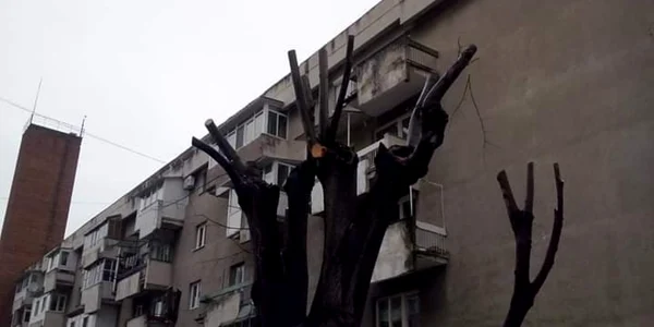 Toaletări abuzive ale arborilor din spaţiul public la Râmnicu Vâlcea Foto Arhiva Simona Mir