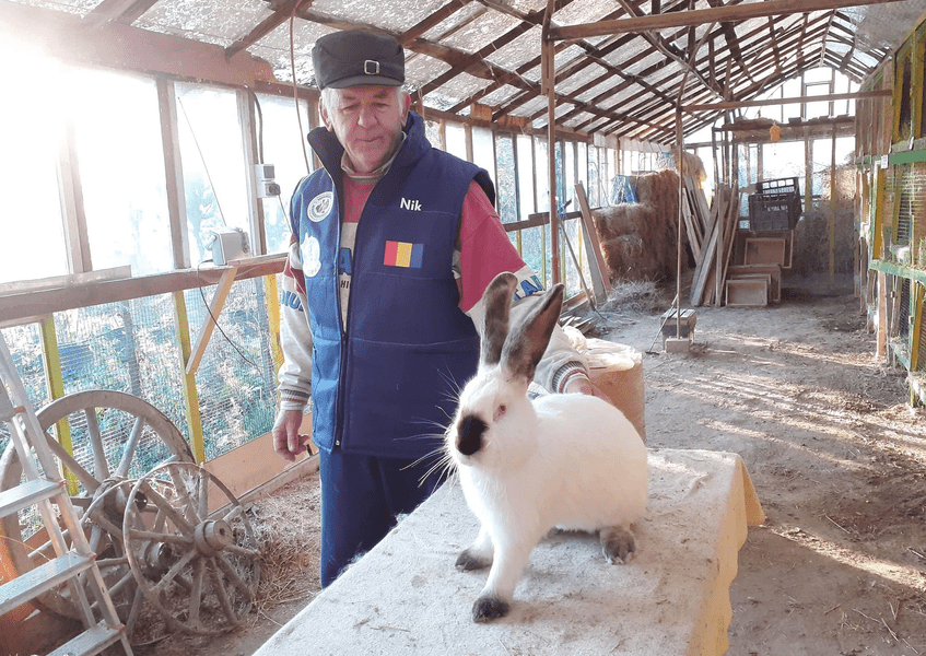 Pasiunea unui iubitor de animale ieșit la pensie: crește iepuri din rasa Uriaș de Transilvania, creată de un român