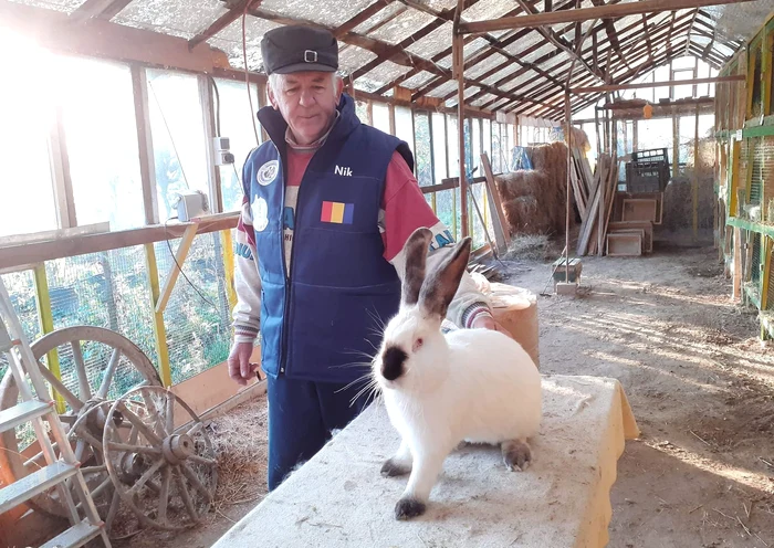 Crescătorul de iepuri și un exemplar din rasa Uriaș de Transilvania FOTO Nicu Țăran