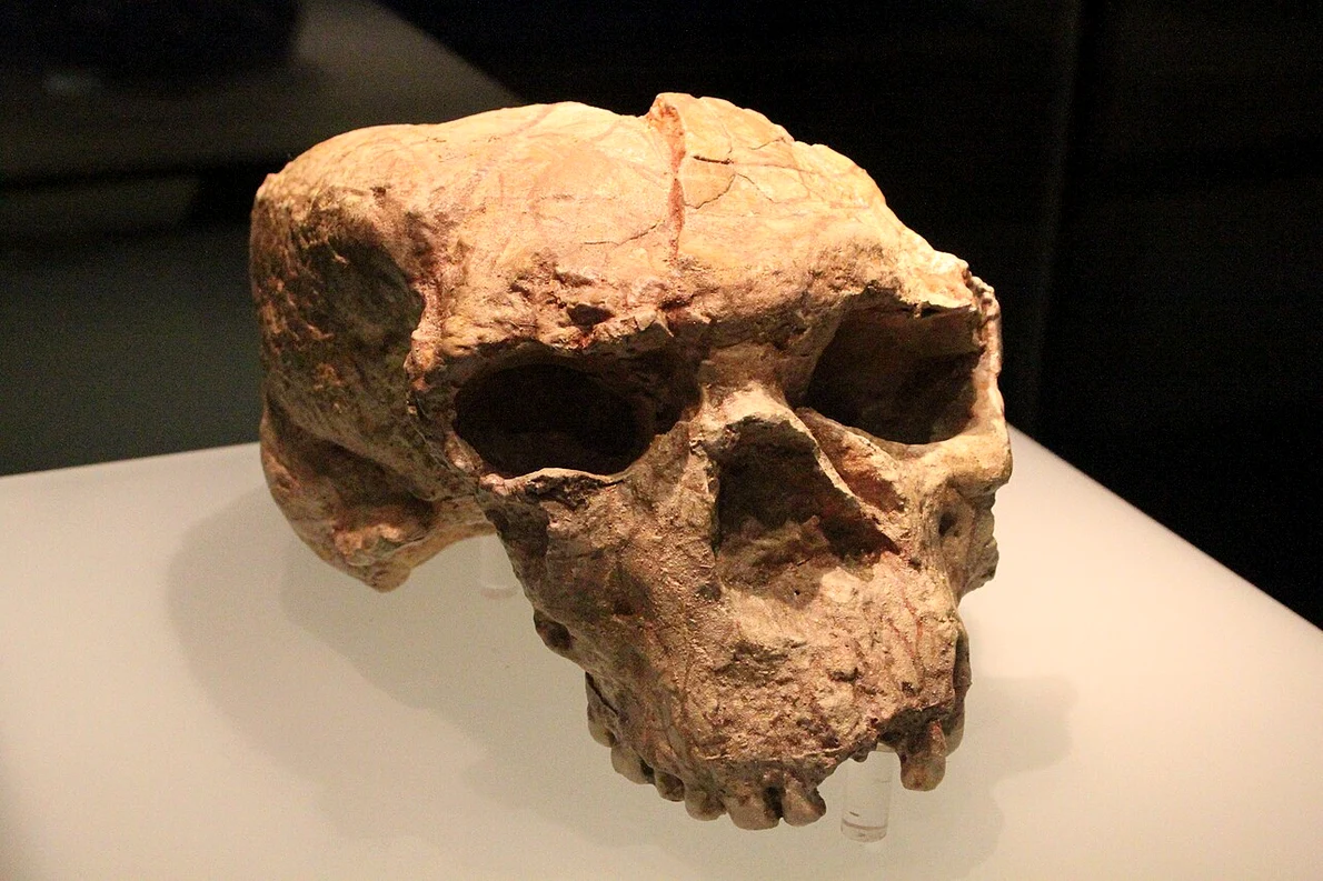 Craniul Yunxian 2 (puternic deformat), expus în Muzeul Provinciei Hubei (© Gary Todd / Wikimedia Commons)