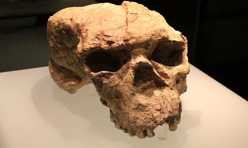 Craniul Yunxian 2 (puternic deformat), expus în Muzeul Provinciei Hubei (© Gary Todd / Wikimedia Commons)