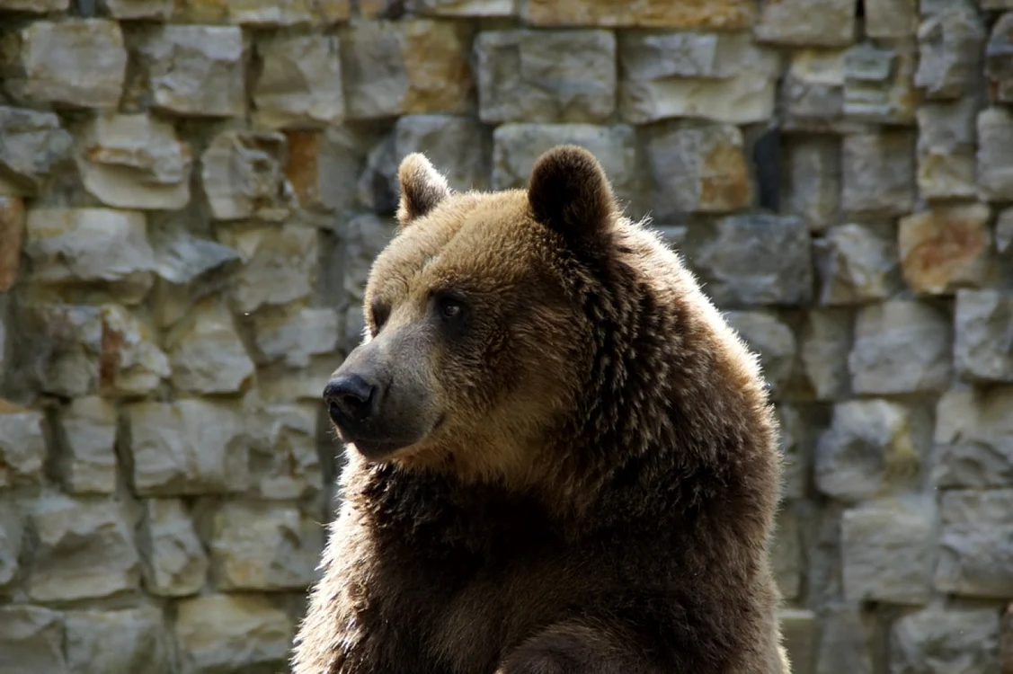 Urs de la grădina zoologică FOTO Pixabay