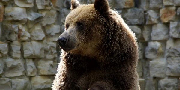 urs la zoo foto pixabay