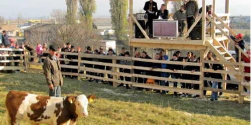 Animalele au fost prezentate în faţa tribunei dotată cu ecran LCD  