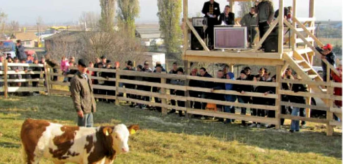 Animalele au fost prezentate în faţa tribunei dotată cu ecran LCD