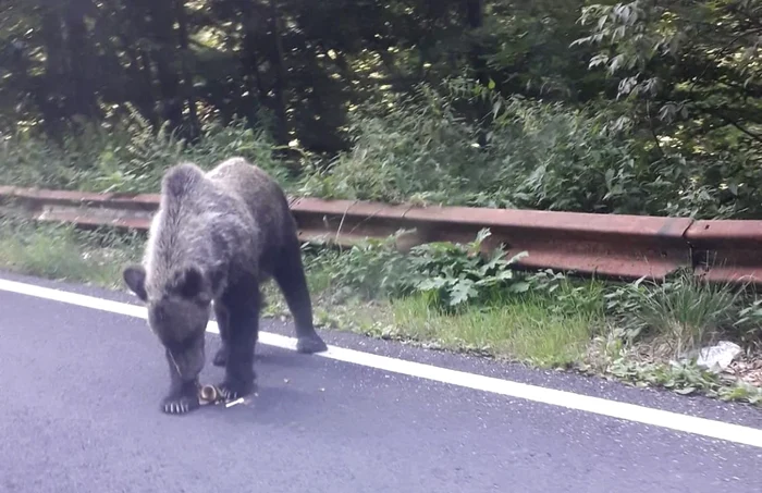 Prezenţa urşilor pe Transfăgărăşan a devenit o obişnuinţă. Foto Adevărul