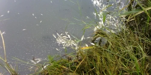 pesti morti rau galati