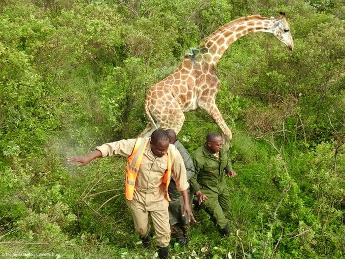 După ce a  scăpat de pneu,  girafa a dat  semne de  recunoştinţă