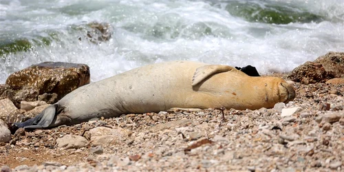 Foca plaja Jaffa Tel Aviv Israel Foto EPA EFE jpg