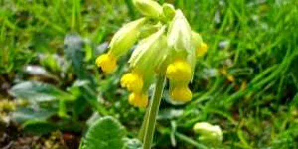 ciubotica cucucului
