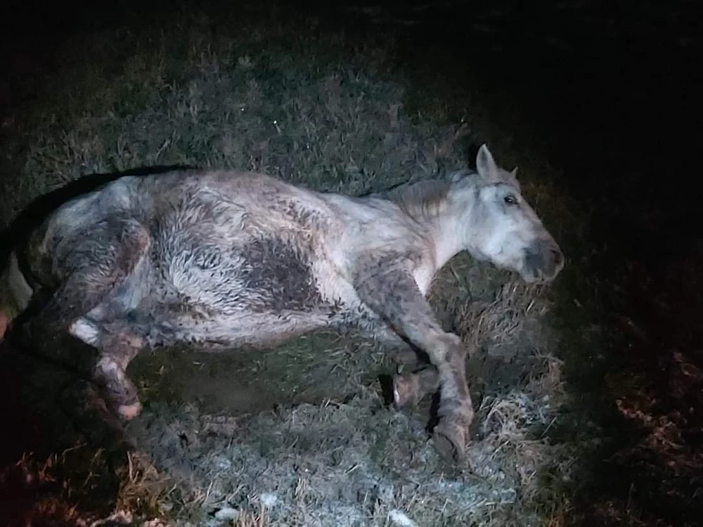 Calul căzut în şanţ, salvat de voluntari FOTO Facebook/Save the Horses România