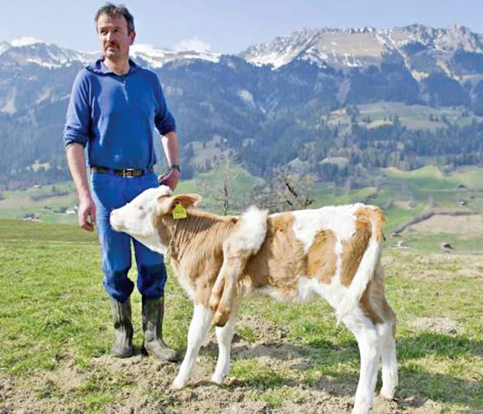 Stăpânul său spune că văcuţa nu este bolnavă