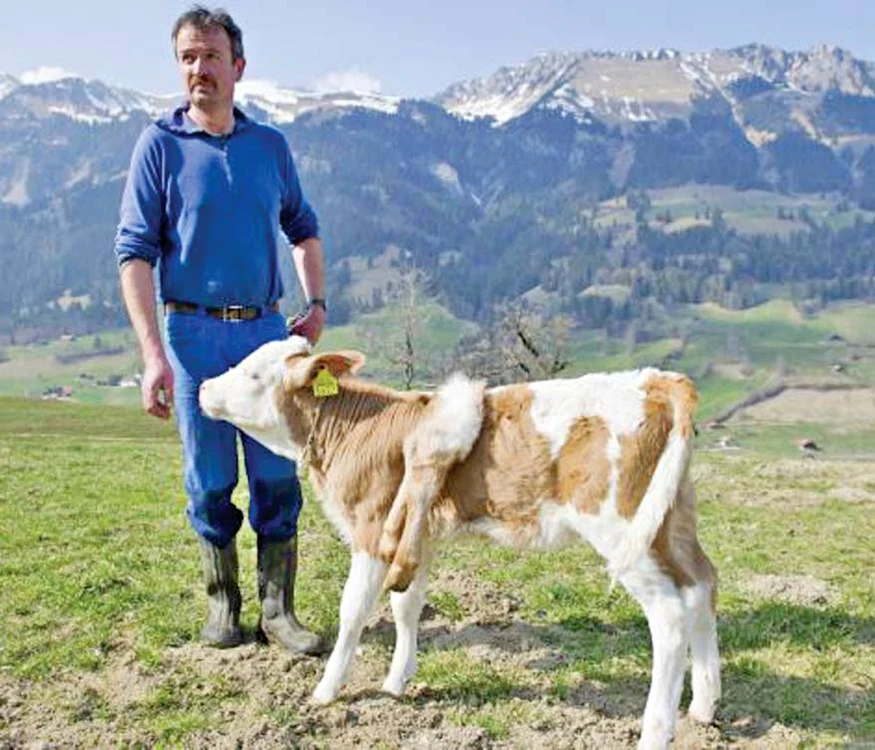 Stăpânul său spune că văcuţa nu este bolnavă