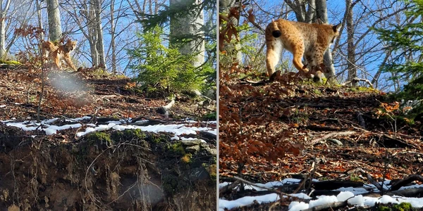 Râs surprins în pădurea din Muntii Metaliferi  Foto Dorel Uritoiu jpg