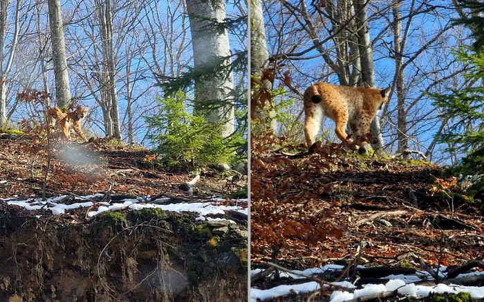 Râsul din Munții Metaliferi. Foto: Dorel Urîtoiu. Ocolul Silvic Geoagiu
