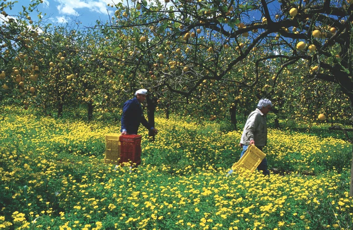 Plantație de lămâi în Italia (foto: Profimedia)