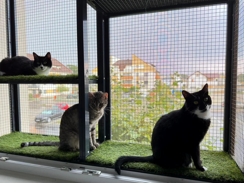 Ferestrele se pot dovedi periculoase pentru pisici. FOTO picisilaferestre.ro
