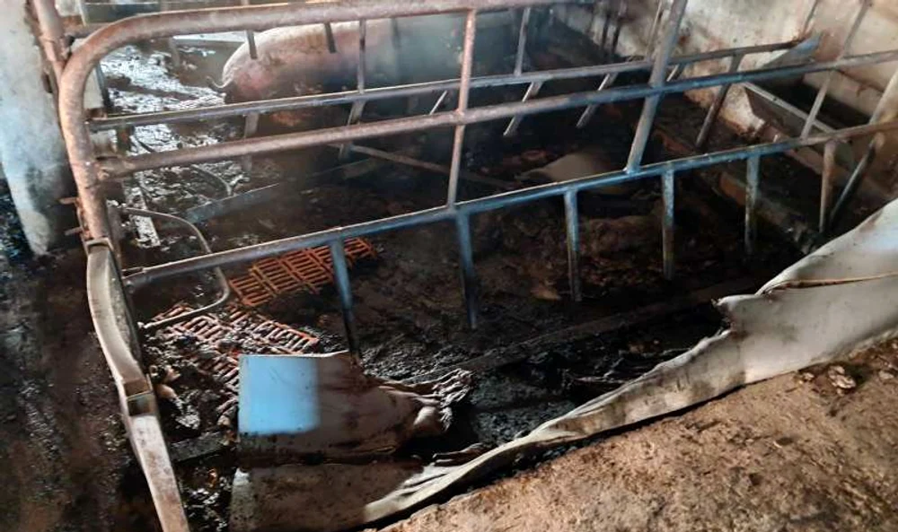Incendiu la o fermă de porci din Satu Mare FOTO: ISU Satu Mare