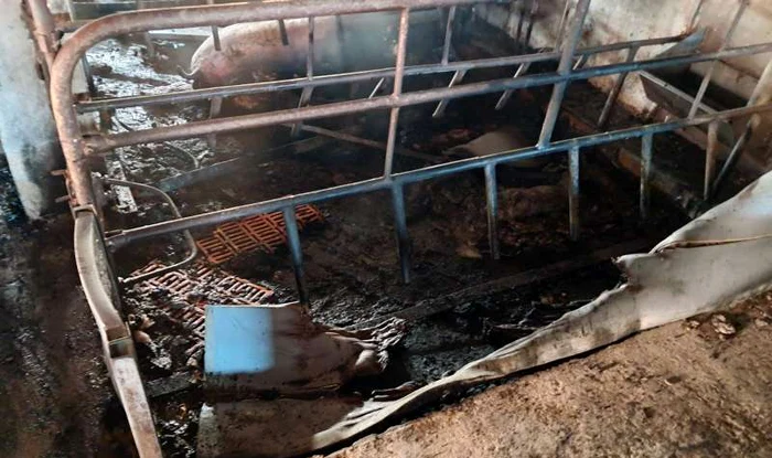 Incendiu la o fermă de porci din Satu Mare FOTO: ISU Satu Mare