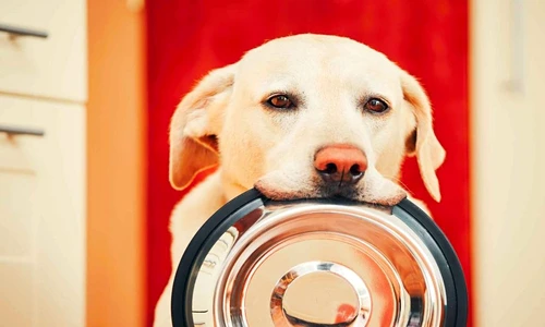 1 81288 original jpg jpeg