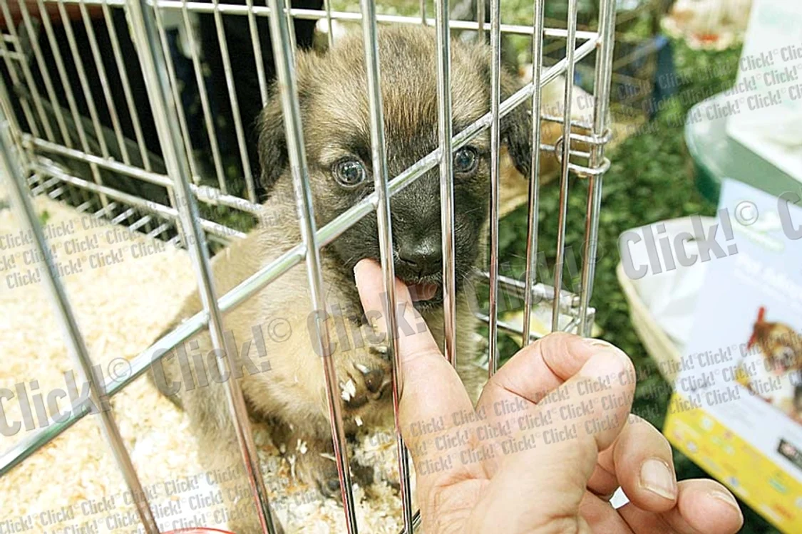 În jur de 150.000 de  câini aşteaptă să ajungă  în casele sau în curţile  dumneavoastră (Fotografii: Reuters / Click!)