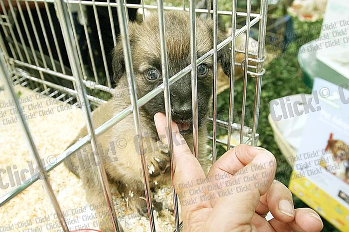 În jur de 150.000 de câini aşteaptă să ajungă în casele sau în curţile dumneavoastră (Fotografii: Reuters / Click!)