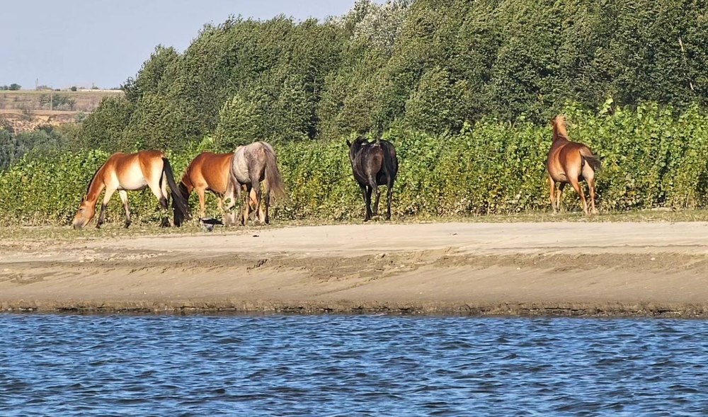 Mânjii din paradisul de la Dunăre. „Insula Cailor, mai bogată cu două bătăi de inimă, am rămas uimiți…“ VIDEO 