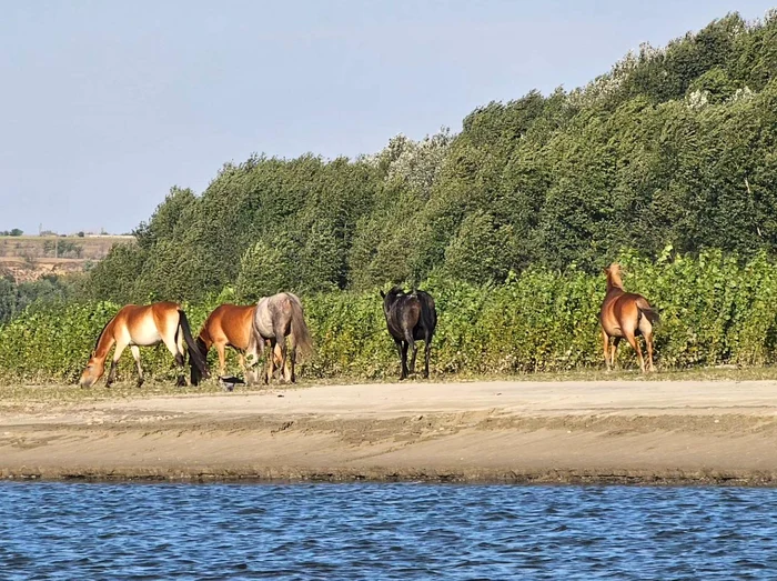 Insula Cailor, locul de basm de lângă Galați FOTO: GIV BOATS