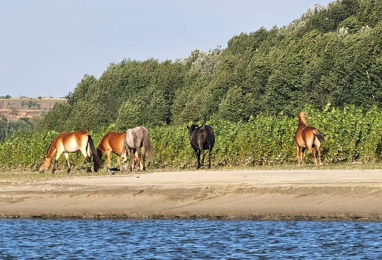 Insula Cailor, locul de basm de lângă Galați FOTO: GIV BOATS