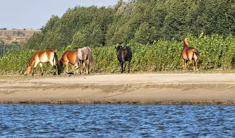 Insula Cailor, locul de poveste de lângă Galați FOTO: GIV BOATS