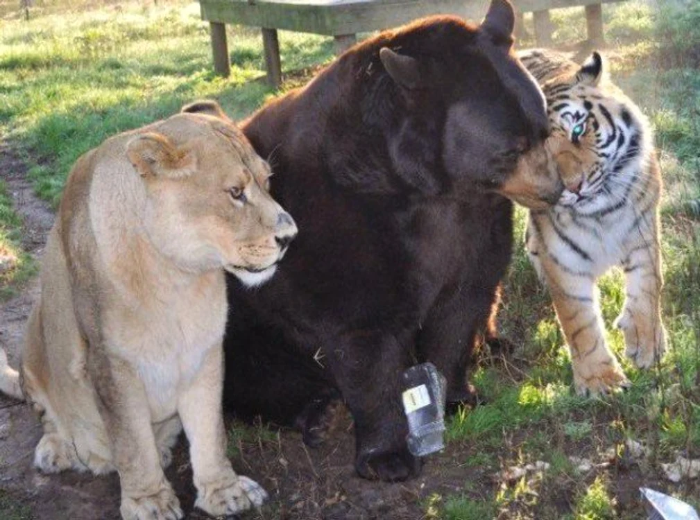 Cele trei animale au dus o viață foarte grea în captivitate
