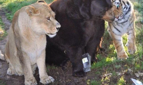 Cele trei animale au dus o viață foarte grea în captivitate jpeg